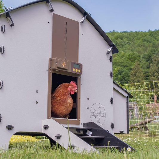 Poulailler en plastique 4 poules