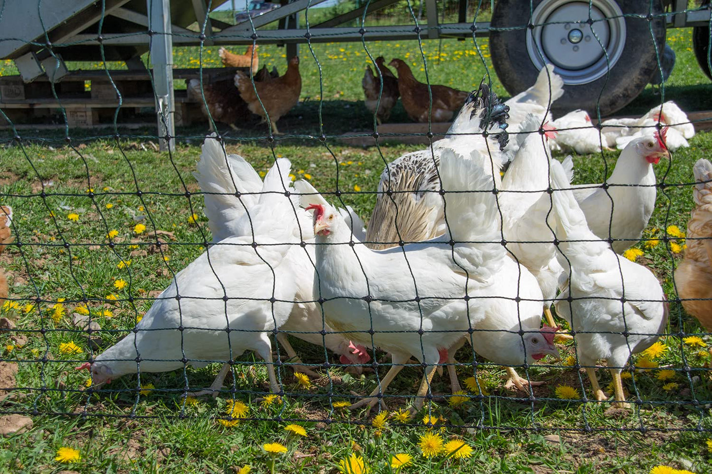 Filet à Volailles Non Électrifié 1,2 m – Clôture pour Poules et Enclos